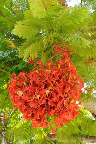 Fototapeta Tree with bright scarlet flowers and feathery leaves in Israel