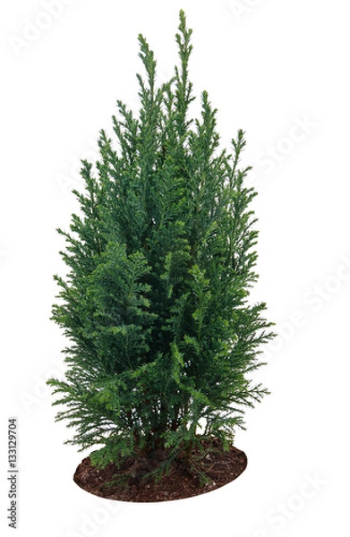 Fototapeta Small sapling arborvitae on a white background