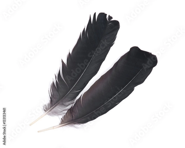 Obraz Black raven feather isolated on white background