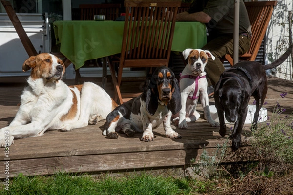 Obraz Hundegruppe