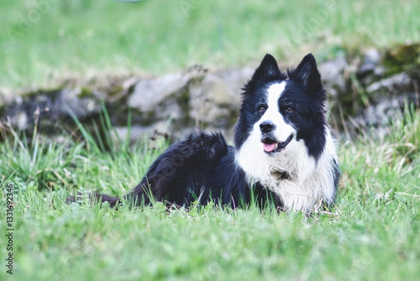 Fototapeta A border collie dog sitting in the lawn