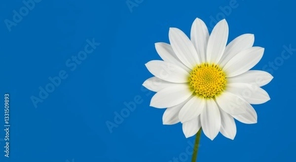 Fototapeta Single White Daisy on Blue Background - A single white daisy flower stands out against a vibrant blue backdrop. Perfect for spring, summer, or nature themes