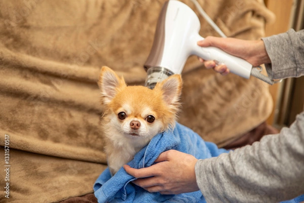 Fototapeta チワワをドライヤー乾かす女性