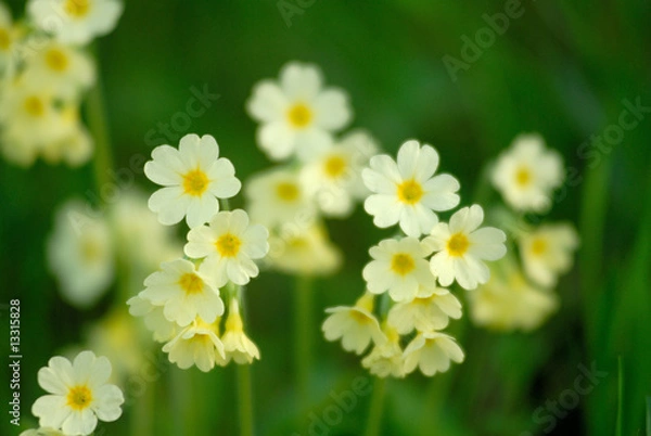 Obraz Schlüsselblumen