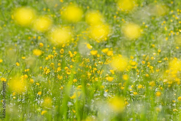 Obraz butterblumenwiese