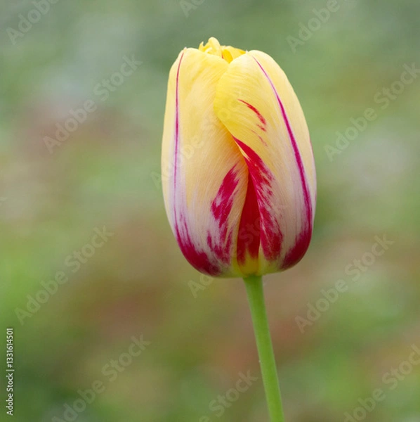 Obraz Tulpe 3