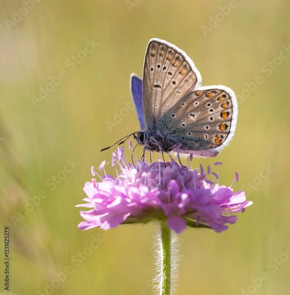 Obraz Schmetterling 5