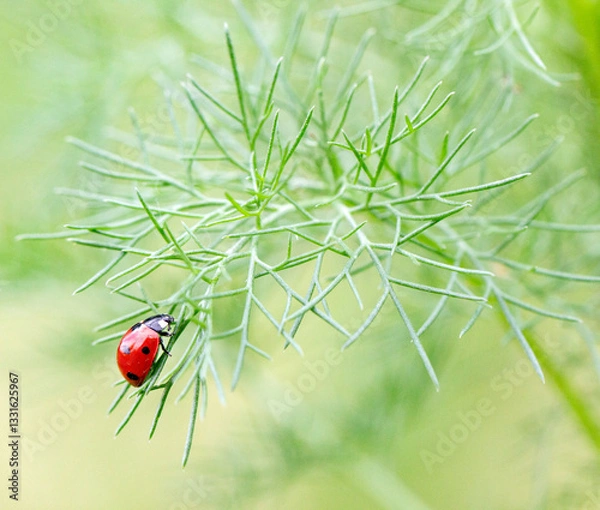 Obraz Marienkäfer 4