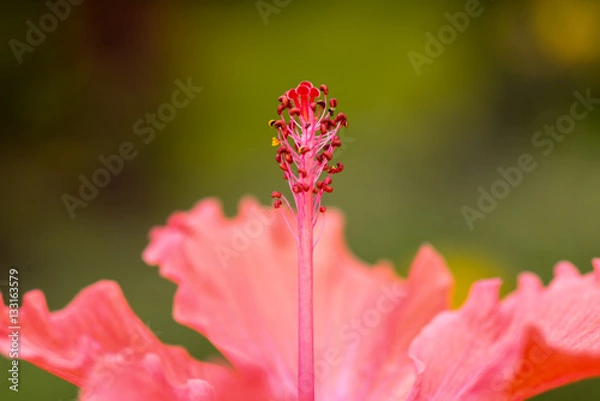 Obraz Hibiscus Proboscis