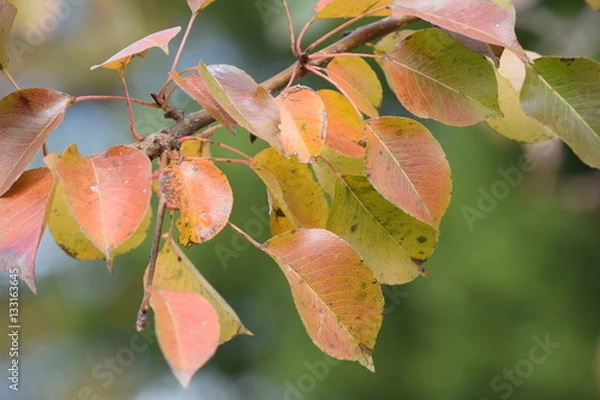 Fototapeta Fall colors 