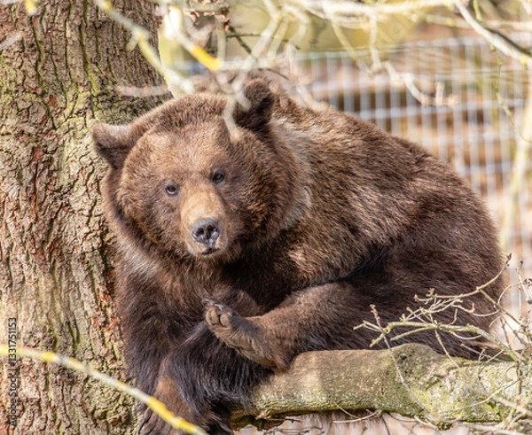 Obraz brown bear in tree