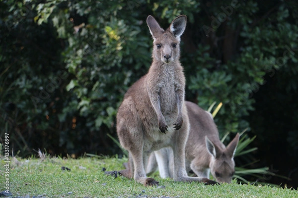 Obraz Stray Kangaroo
