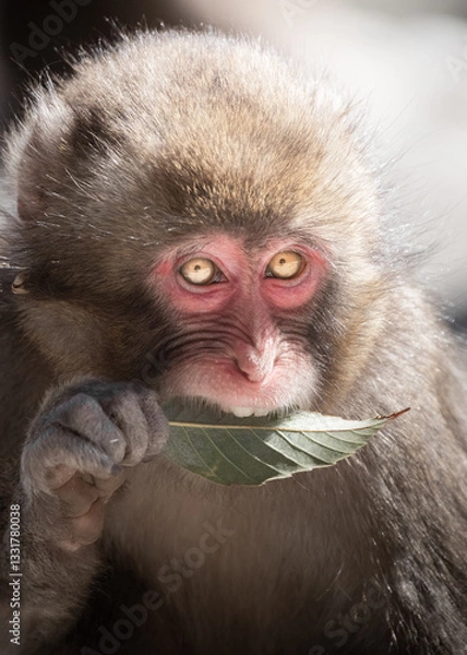 Obraz 高崎山の猿