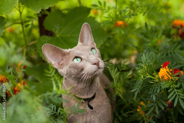 Fototapeta Cute Active Gray Oriental Cat In Flower Summer Garden Close Up.