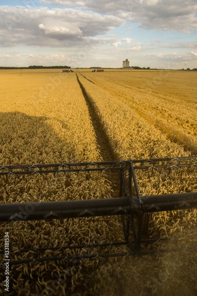 Obraz Moisson de blé