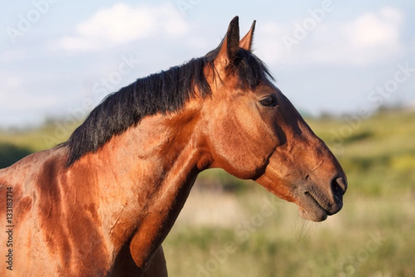 Obraz Portrait of a bay horse in the background field.