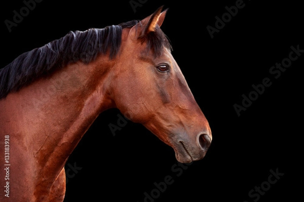 Obraz Portrait of a bay horse on black background.
