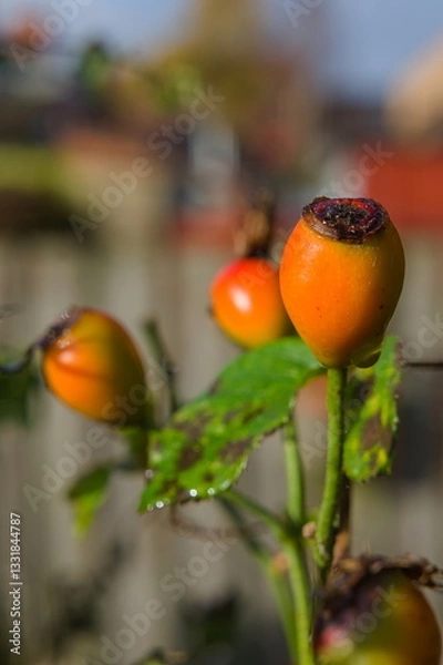 Fototapeta close up of rosehips during fall with soft focused natural background