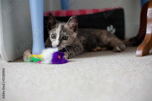 Fototapeta Scruffy Cat