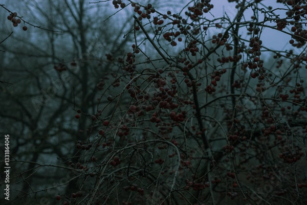 Fototapeta trees in the fog