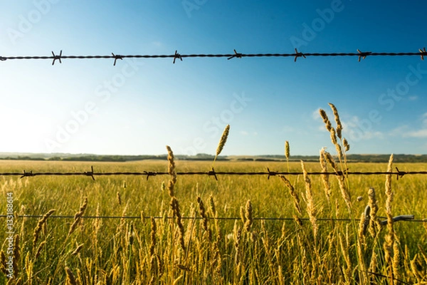 Fototapeta Dry prairie grass with barbed wire in the foreground. Image taken in South Australia, near Wilsons Promontory.