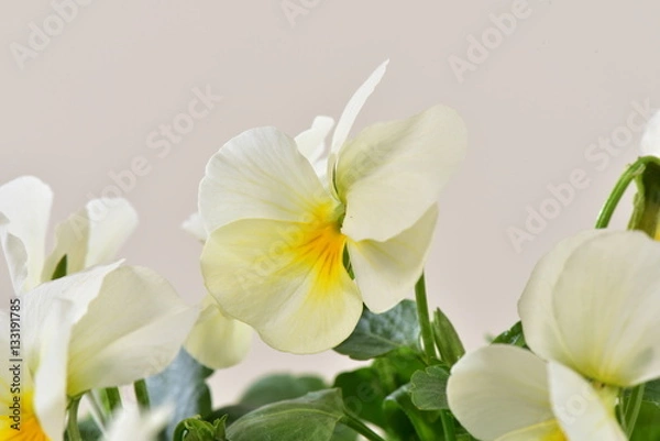 Fototapeta ヴィオラのアップ