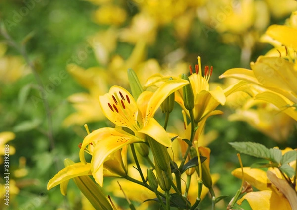 Obraz 夏の太陽に輝く黄色のユリ