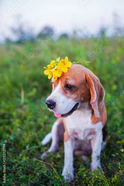 Fototapeta Beagle Dog in Nature With Yellow Flowers on Its Head