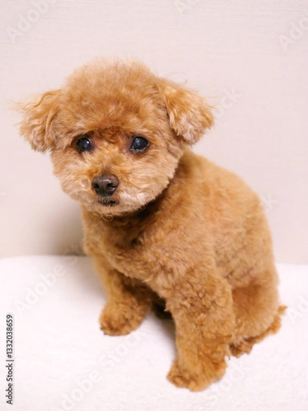 Obraz 日本、キリっとしたトイプードル