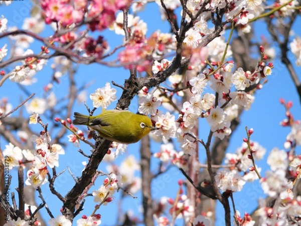 Obraz 日本、神奈川県、梅の花とメジロ