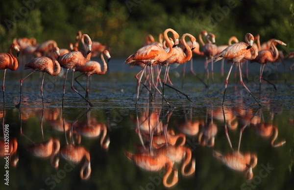 Fototapeta A flock of flamingo
