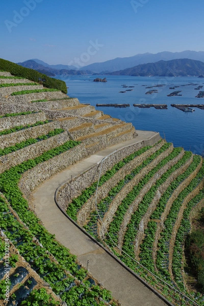 Fototapeta 遊子水荷浦の段畑　愛媛県宇和島市
