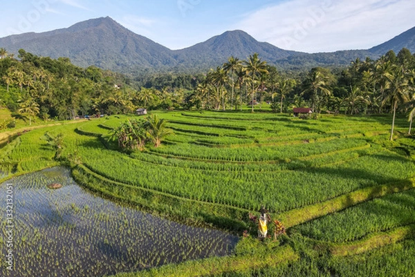 Obraz Rice terraces with coconut trees, mountains and blue sky as the background