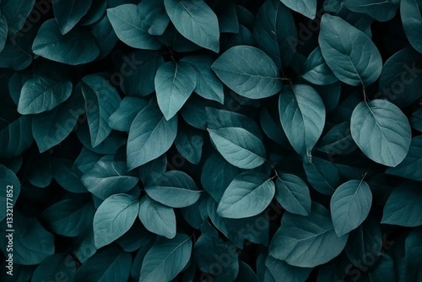 Fototapeta Tropical leaf backgrounds often feature the abstract dark green texture of Spathiphyllum cannifolium leaves, showcasing nature's beauty