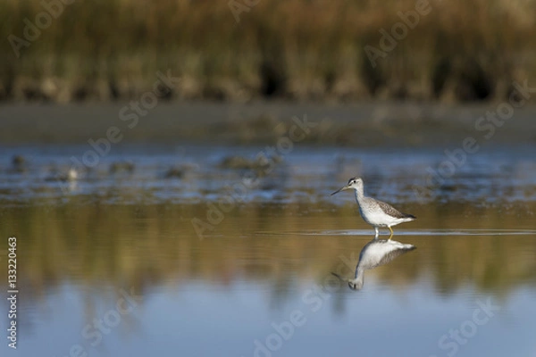 Fototapeta Yellow Legs Reflection