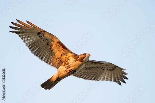 Obraz Red-tailed Hawk Flying