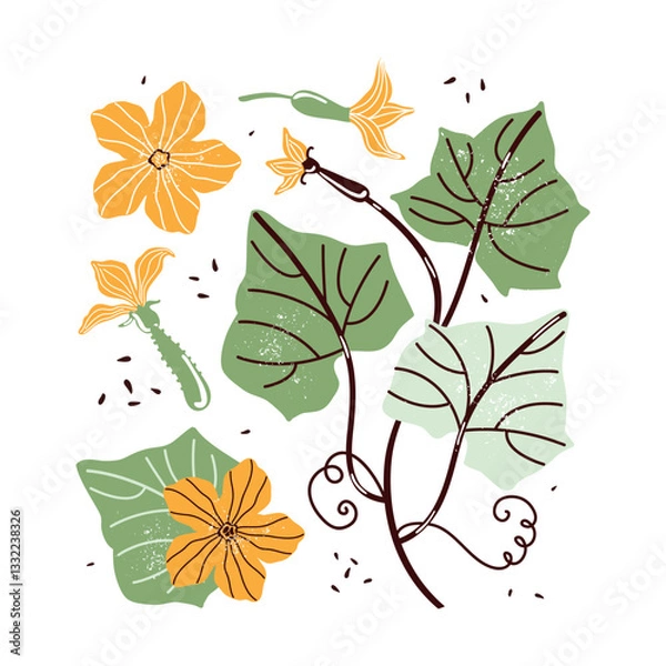 Fototapeta Hand-drawn botanical illustration of flowers, leaves, buds and curls of pumpkin, cucumber and zucchini on a white background. Hand drawn simple flat vector