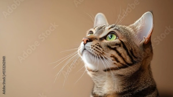 Fototapeta Portrait of a Tabby Cat with Green Eyes Looking Upward