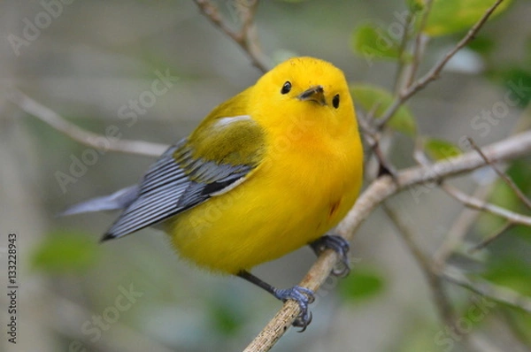 Obraz Prothonotary Warbler