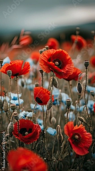 Obraz A beautiful field of red poppies glowing under golden sunlight, creating a dreamy and enchanting floral landscape.