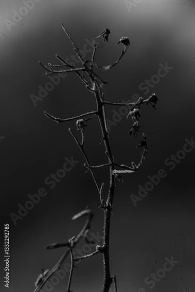 Obraz balade en noir et blanc