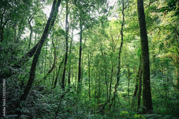 Obraz Tropical evergreen forest