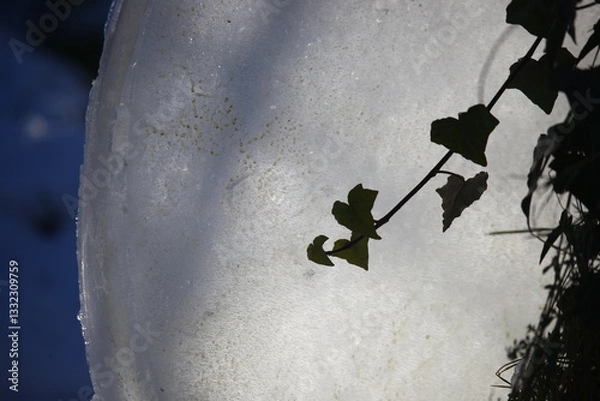 Obraz feuilles neige et glace