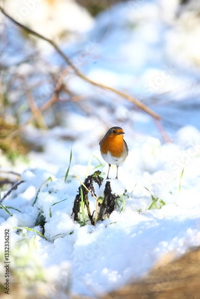 Obraz les oiseaux de janvier