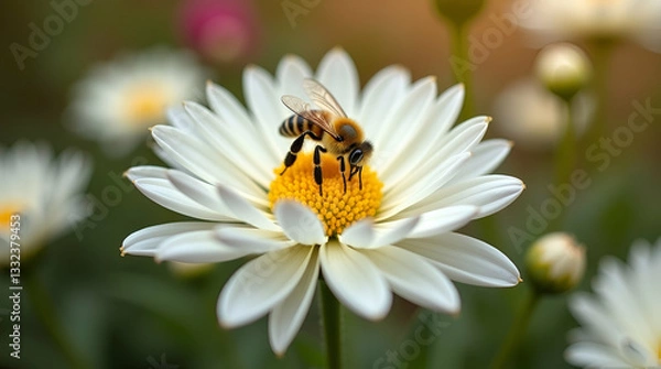 Fototapeta Stunning Autumn Garden: Bee Collecting Nectar from White Chrysanthemum Flowers - A Beautiful Display of Pollination and Nature's Splendor in Stock Photography with Space for Text
