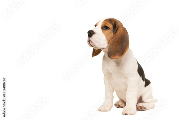 Obraz Cute beagle puppy sitting looking away isolated on a white background, with space for copy