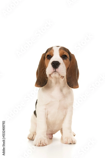 Obraz Cute sitting beagle puppy on a white background