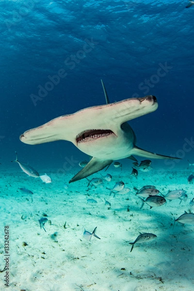 Obraz Hammerhead Shark