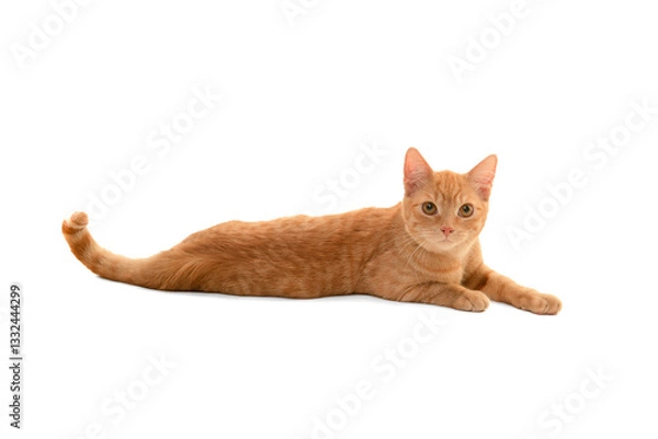 Obraz Red orange cat lying down, looking at the camera isolated on a white background