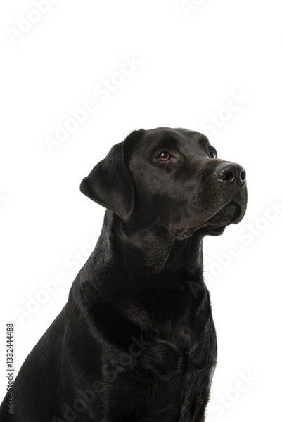 Obraz Portait of a black labrabdor looking up on a white background